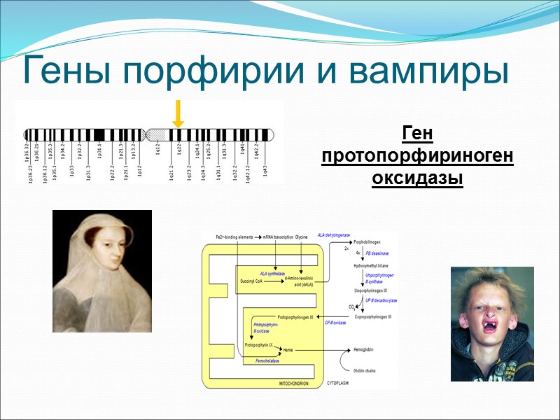 Гены порфирии и вампиры Ген протопорфириноген оксидазы